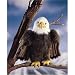Morning Glory eagle