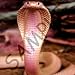 Snakes