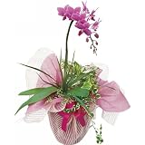 ミディ胡蝶蘭観葉寄せ植え(1本立ち)