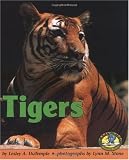 Tigers (Early Bird Nature)