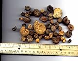 Bulk Fossils - Genuine Ammonites - 50+ pieces - 1 lb from Dinosaurs Rock