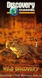 Wild Discovery: Cheetahs [VHS]