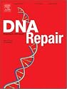 Structure and function of the double-strand break repair machinery [An article from: DNA Repair]