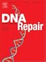 Hybrid joint formation in human V(D)J recombination requires nonhomologous DNA end joining [An article from: DNA Repair]