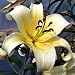 Honeymoon Oriental Trumpet Lily - 2 Bulbs