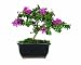 Brussel\'s Crepe Myrtle Bonsai