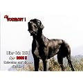 T�rschild FunSchild SE435 DIN A5 laminiert ACHTUNG Hund Deutsche Dogge