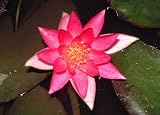 MINI DWARF Water lily pond plant aquatic RARE 4 Flower