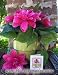 Pink Dahlia Flower Pen Bouquet