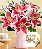 Lilies for Mom by Proflowers Best Price