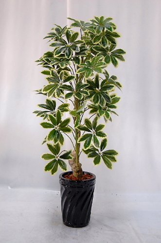 ホンコン 光触媒造花の国内生産品 24時間効果持続のダブルコーティング