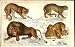 Tiger Puma Lion Lioness & Cubs H/C 1855 Old Prints