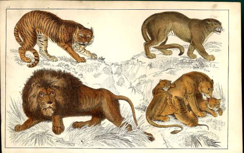 and names,lion lioness lions and lionesses. and names,lion lioness