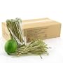 "1,000 Piece Box of 5.9" Bamboo Cocktail Picks with Knotted Ends - Natural Green, 10bags X 100pc/bag"