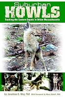 Suburban Howls: Tracking the Eastern Coyote in Urban Massachusetts