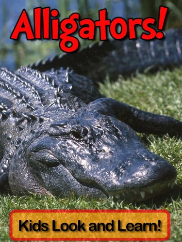 Alligators! Learn About Alligators and Enjoy Colorful Pictures - Look and Learn! (50+ Photos of Alligators)