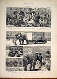 サーカスの動物象のマイヤーズ Woolwich の病...