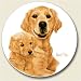 Golden Retriever Stone Auto Car Coaster (1)