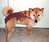 Joybies PiddlePlaid Piddle Pants(tm) for Large Male Dog (Measuring 17-19 from Collar to Base of Tail)