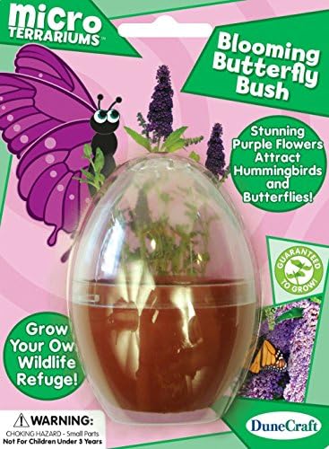 Dune Craft Micro Terrariums Blooming Butterfly Bush (Pack of 2)