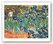 Iris Garden by Vincent van Gogh 27.5"x20.5" Art Print Poster