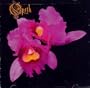Orchid