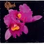 Orchid