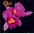 Orchid