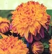 Boogie Woogie Powder-Puff Dahlia Tuber-Lilac & Yellow!