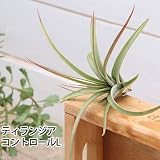 (観葉)エアープランツ ティランジア コンコロール Lサイズ(1株) 本州・四国限定[生体]