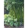 Tropica - Gr�ser und Bambus - Gro�er Dornenbambus (Dendrocalamus arundinacea) - 50 Samen