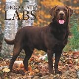 Labrador Retrievers, Chocolate 2009 Square Wall Calendar