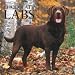 Labrador Retrievers, Chocolate 2009 Square Wall Calendar