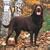 Labrador Retrievers, Chocolate 2009 Square Wall Calendar
