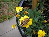 Insect Lore Live Butterfly Garden