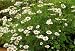 migraine0 - FEVERFEW HERB 100 SEEDS