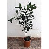 ジャバラ（邪払）8号鉢植え[果汁が多い酢ミカン・花粉症対策に 柑橘・かんきつ類苗木]