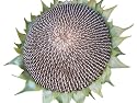 Seeds of Change S14343 Certified Organic Miriam Edible Sunflower
