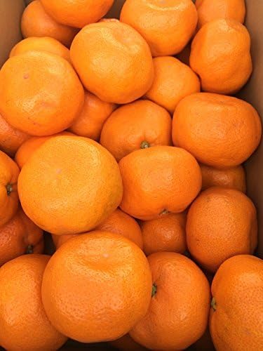 Jinfeng mandarin translation Ali S ~ L size (10 miles)