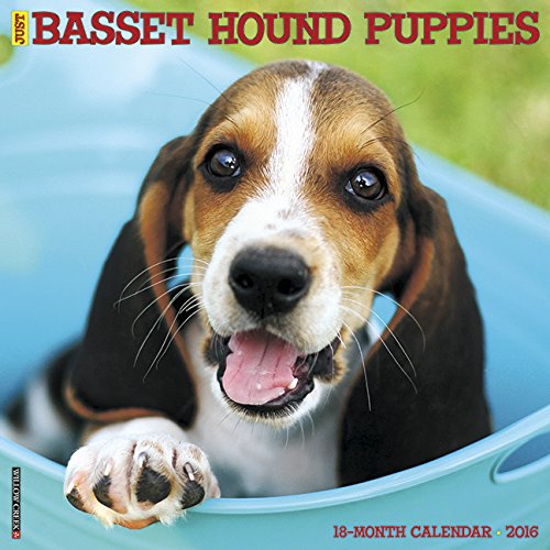 2016 Just Basset Hound Puppies Wall Calendar