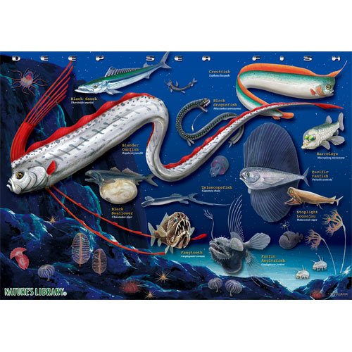 深海魚 リアルジグソーパズル A3サイズ 720ピース