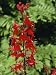 Red Flowers of Lobelia Cardinalis, Taken in August, in Devon, England Photographic Poster Print by Michael Black, 18x24