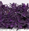 Purple Passion Spinach 100 Seeds
