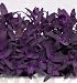 Purple Passion Spinach 100 Seeds