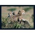 Raubkatzen - Geparden, Kenya Poster (91 x 61cm)