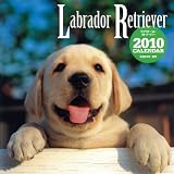 ラブラドール・リトリーバーCALENDAR 2010