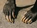 Close-up of the Claws of a Malayan Sun Bear Photographic Poster Print by Roy Toft, 36x48