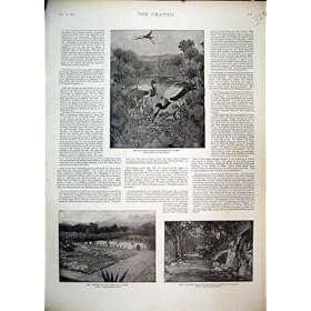 1897 Cigognes de Marais de Papyrus de Zomba de R�sidence de Jardins