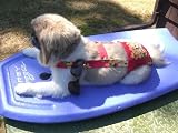Joybies Tropical Red Aloha Piddle Pants(tm) for XX Small Male Dog (Measuring 9