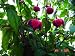 Fuchsia Dark Eyes Plant